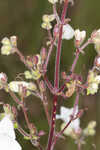 Manyflower beardtongue